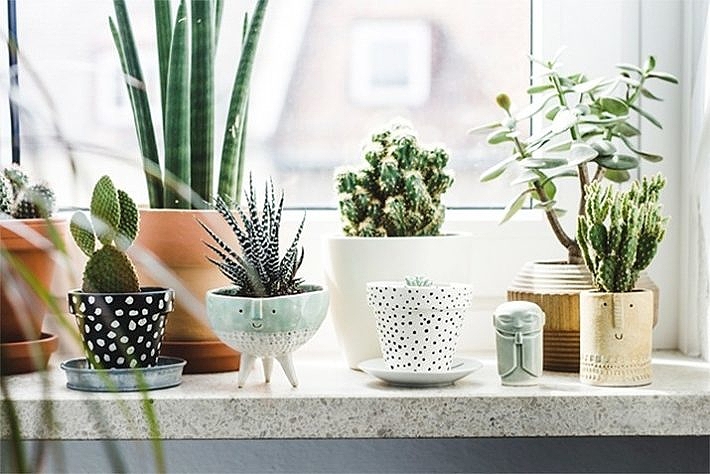 Plant Styling At Home